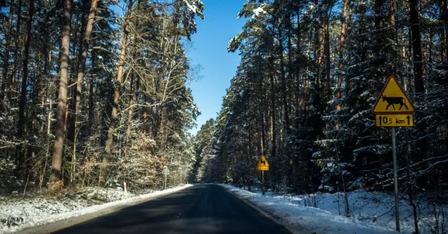 Scenic winter road through a snowy forest, bordered by trees with visible road signs.