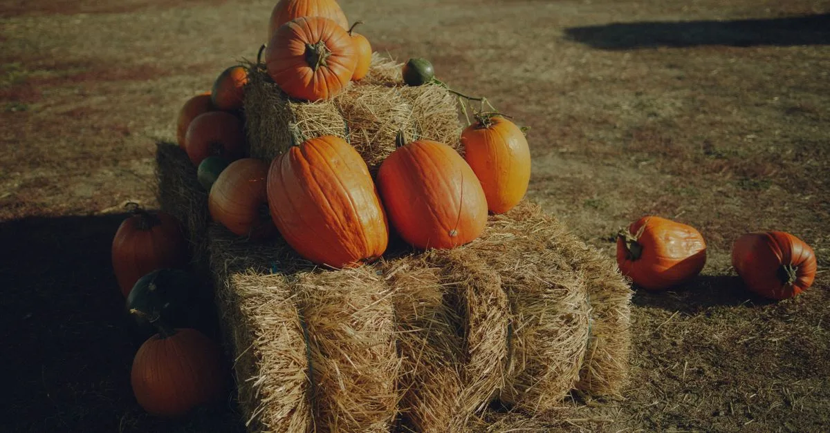 A rustic autumn display of pumpkins on hay bales in a sunny outdoor rural setting.