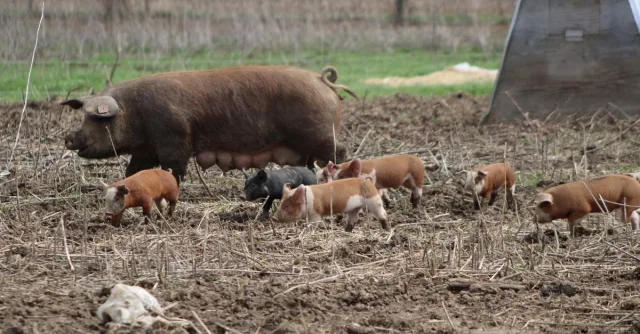 A mother pig with piglets grazing outdoors on a farm in Ohio. Perfect for agriculture and farm life themes.