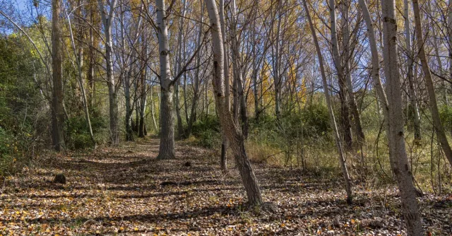 Tranquil autumn forest scene in Ruidera, Spain, showcasing golden foliage and serene natural beauty.