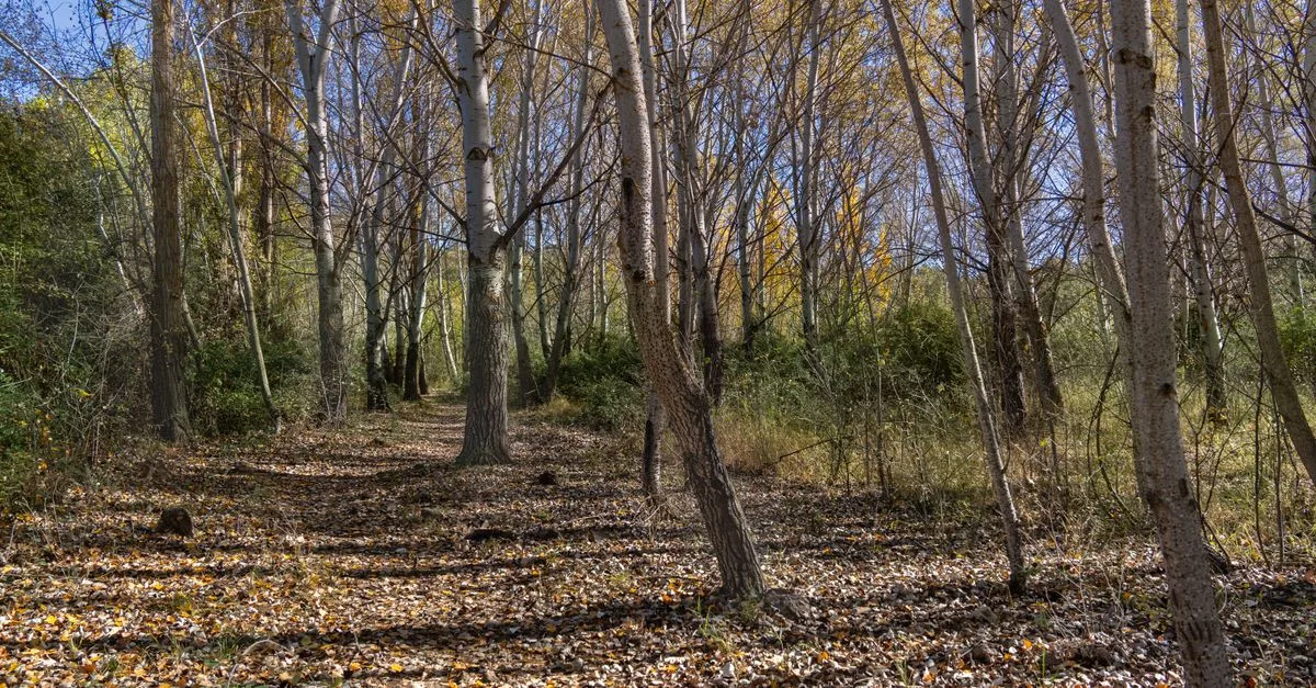 Tranquil autumn forest scene in Ruidera, Spain, showcasing golden foliage and serene natural beauty.