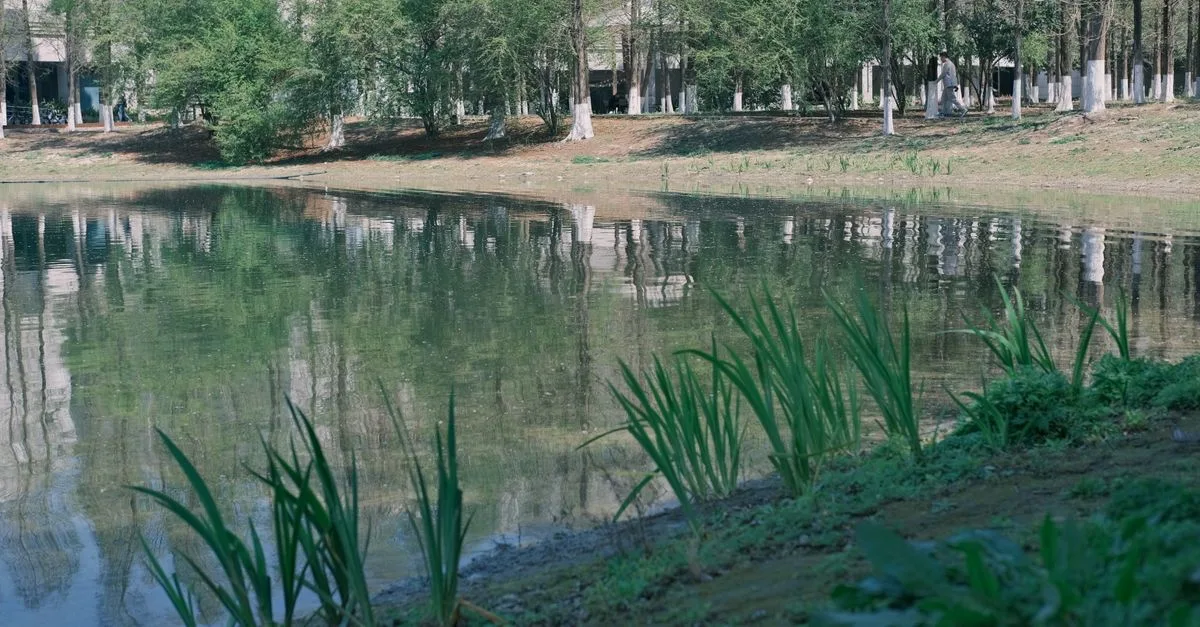 A tranquil park scene with a reflective lake, lush trees, and greenery creating a peaceful environment.
