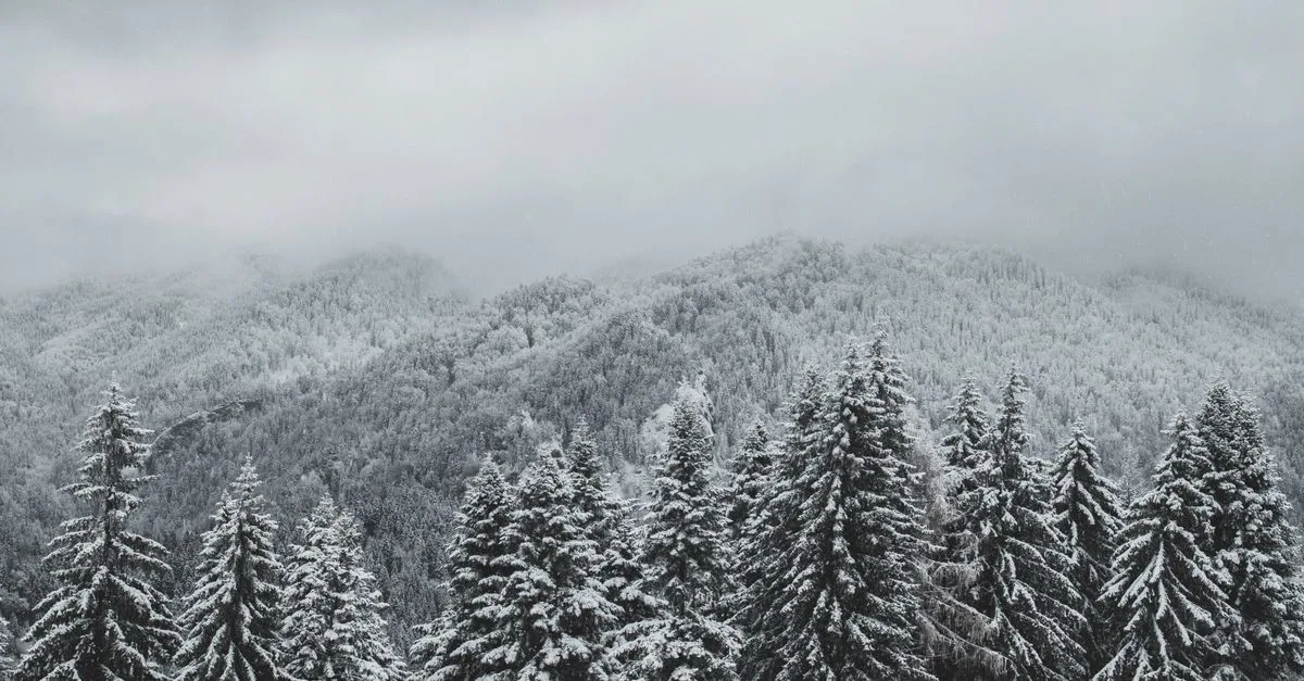 Snowy evergreen forest in Romanian mountains during winter.