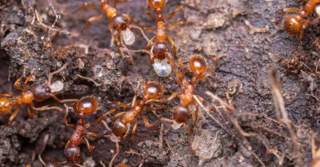 Detailed close-up of red ants working together on soil, showcasing teamwork and nature's intricate ecosystem.