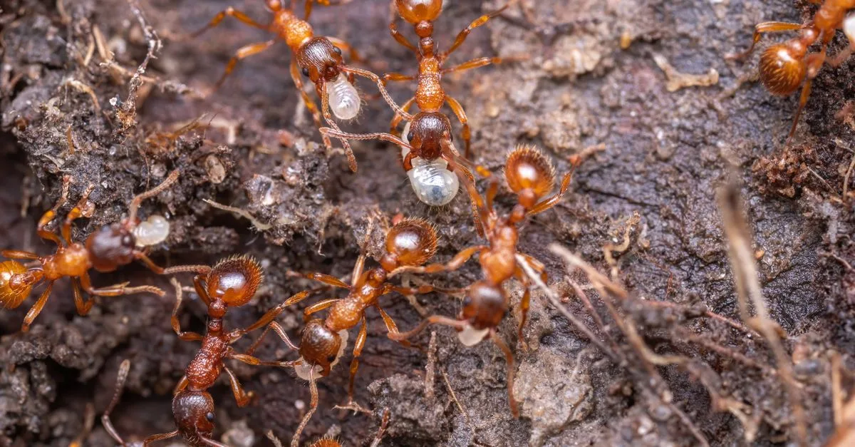 Detailed close-up of red ants working together on soil, showcasing teamwork and nature's intricate ecosystem.