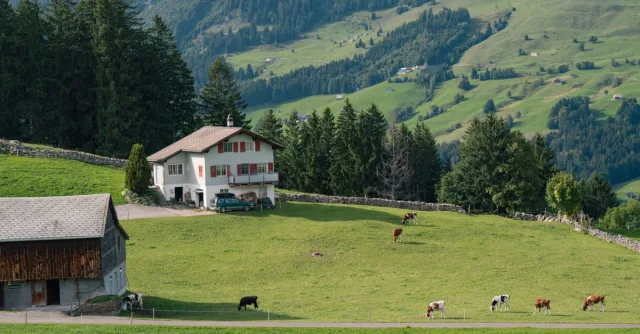 Picturesque view of a Swiss farmhouse with grazing cows in lush green hills.