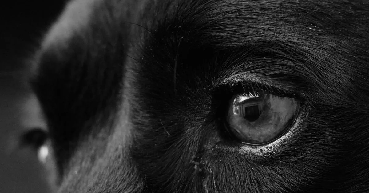 Artistic black and white close-up photo capturing detailed view of a dog's eye, perfect for pet lovers.