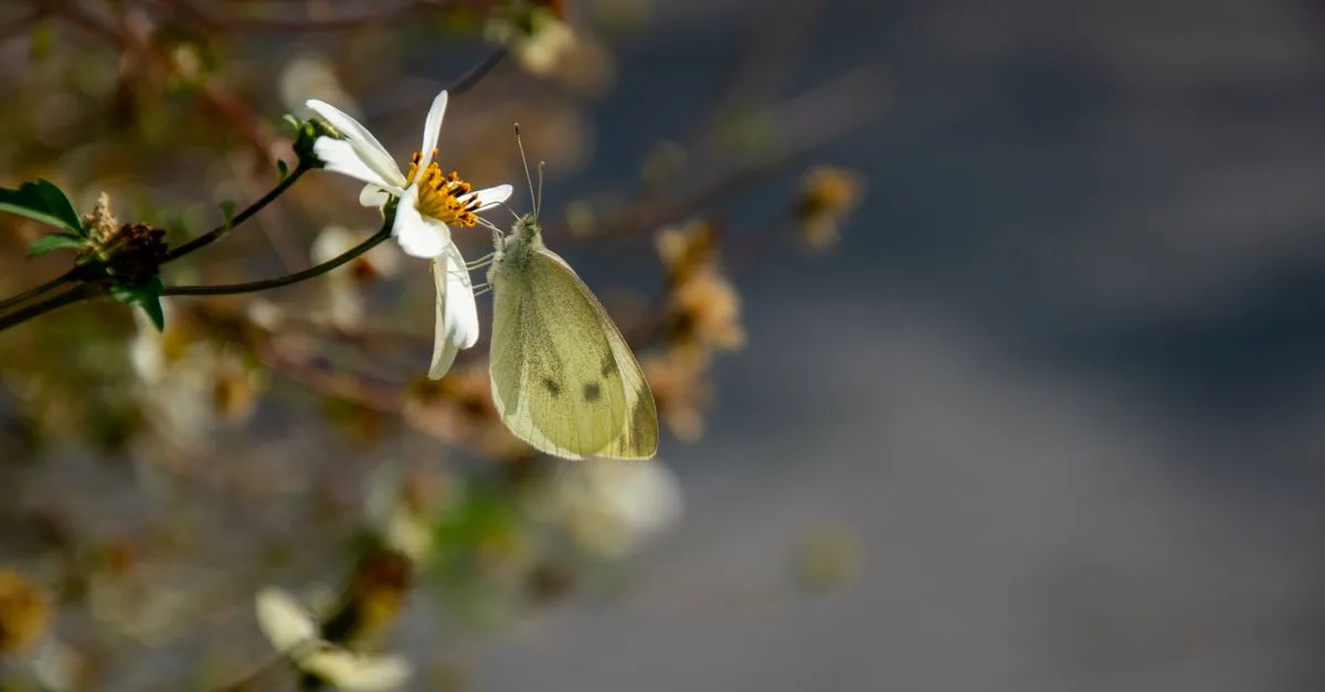 Detailed shot of a butterfly on a flower in Anderlecht, capturing natural beauty up-close.