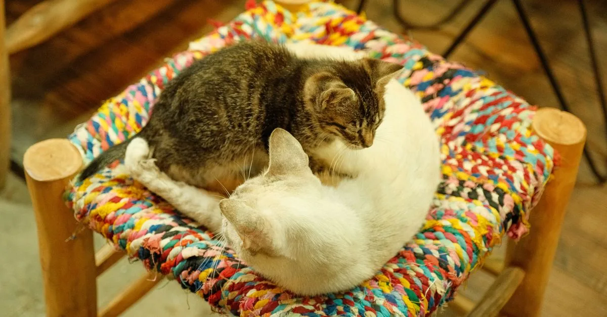 Two cats napping together on a vibrant woven stool, creating a cozy scene.