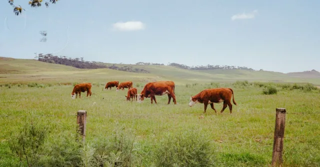 A group of cattle grazing peacefully in a vibrant green field under the clear blue sky.