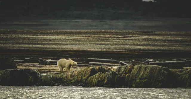A solitary polar bear traverses a rocky coastline in a serene, natural setting.