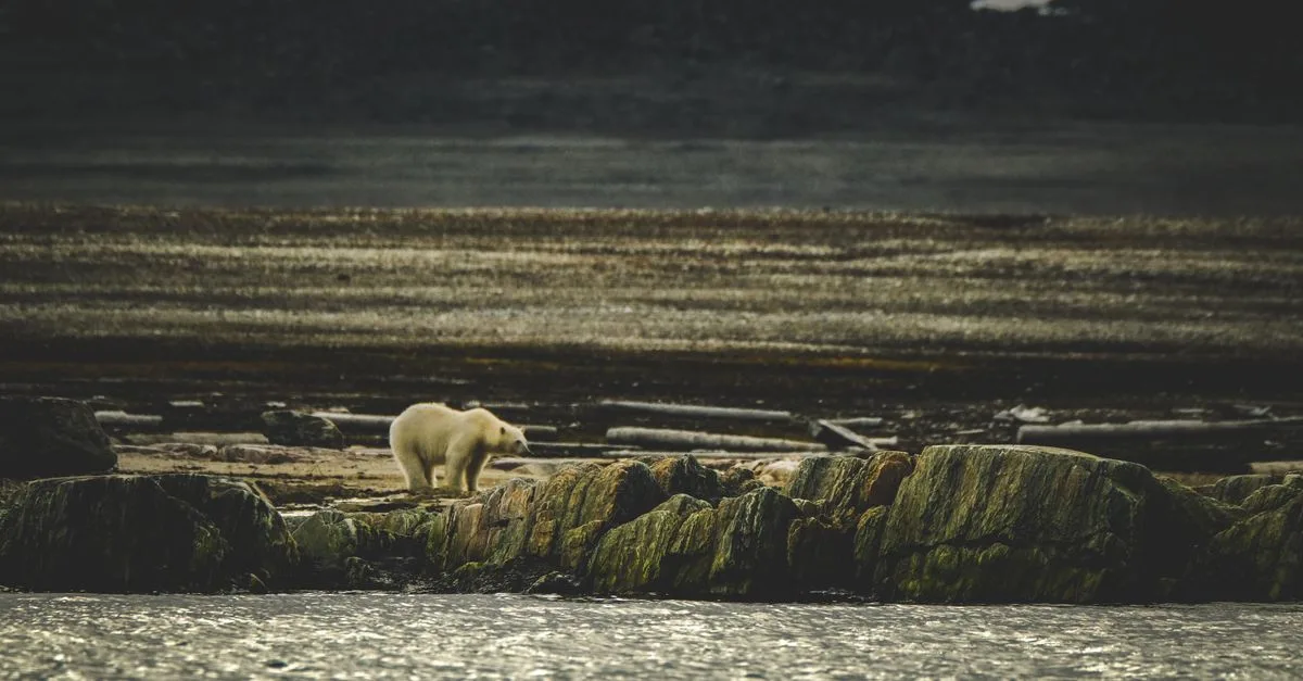 A solitary polar bear traverses a rocky coastline in a serene, natural setting.