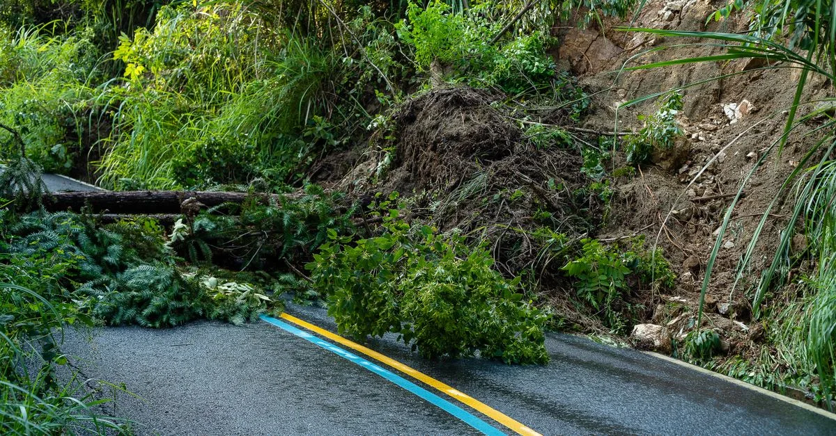 Road blocked by a landslide with fallen trees and debris, showing natural disaster impact.