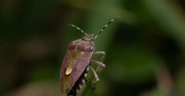 Macro shot of a stink bug (Pentatomidae) perched on a leaf, showcasing its unique texture and natural habitat.