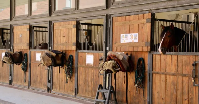 Wooden horse stables with saddles and bridles in Sintra, Portugal, showcasing warm, rustic charm.
