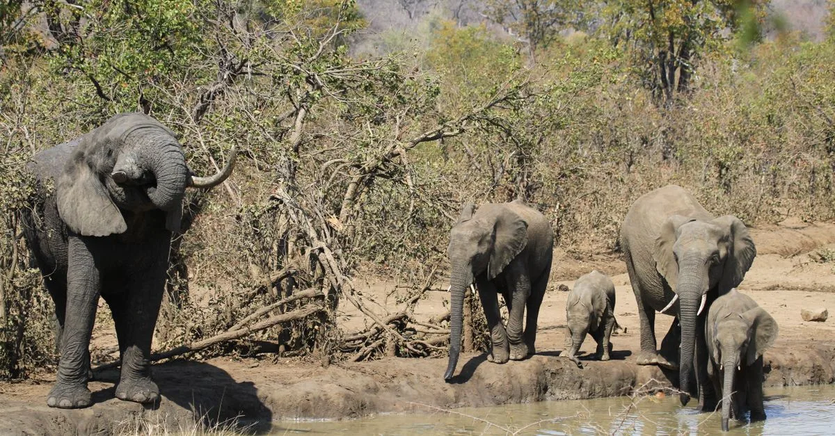 A family of African elephants (Loxodonta africana) gathers at a watering hole in their natural habitat.