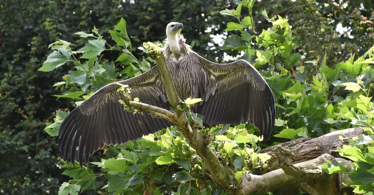 A striking image of a vulture with wings spread, perched among vibrant green leaves.
