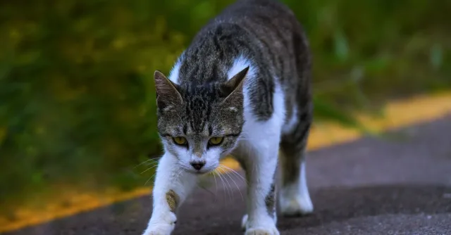 Close-up of a tabby cat walking with curiosity on an outdoor road.