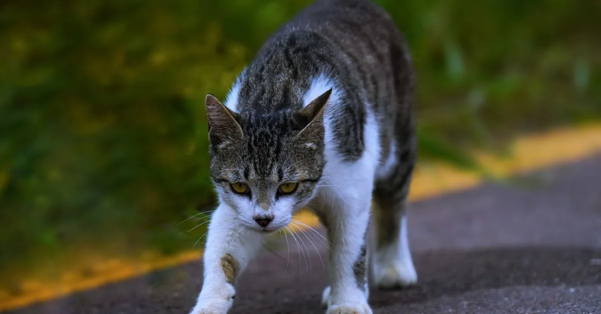 Close-up of a tabby cat walking with curiosity on an outdoor road.