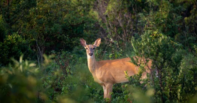 A serene white-tailed deer standing amidst dense greenery in Ipswich, Massachusetts forest.