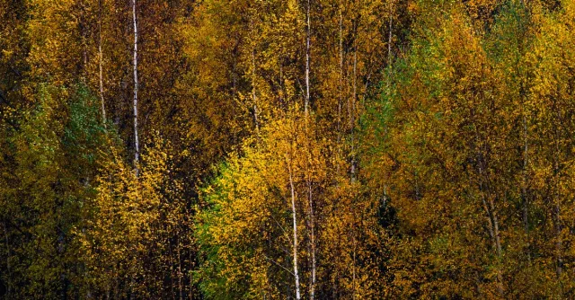 Golden birch trees in autumn, showcasing vibrant colors near Enköping, Sweden.
