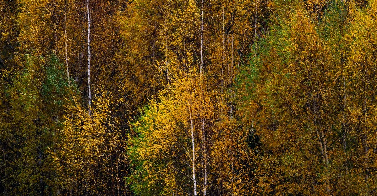 Golden birch trees in autumn, showcasing vibrant colors near Enköping, Sweden.