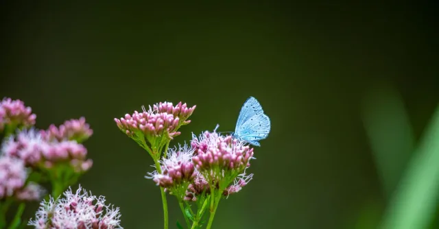 A serene image capturing a blue butterfly resting on vibrant pink flowers in a natural setting.