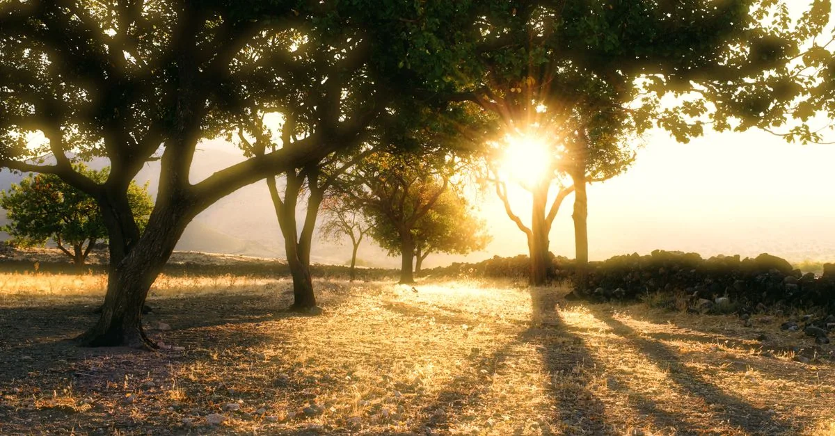 Captivating sunrise casting long shadows through a tranquil forest setting.