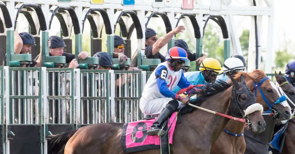 Thrilling horse race kickoff with jockeys and thoroughbreds at starting gates.