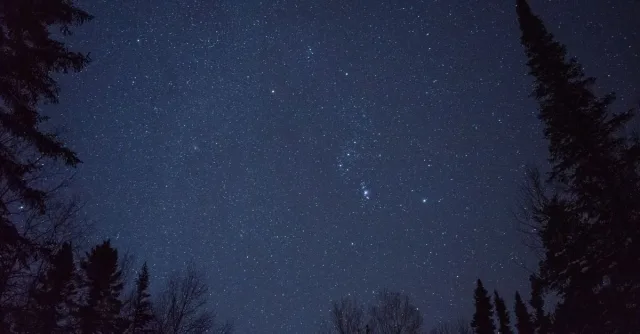 A mesmerizing view of the star-filled night sky framed by silhouetted trees.