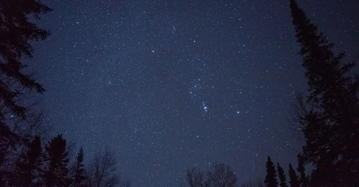 A mesmerizing view of the star-filled night sky framed by silhouetted trees.