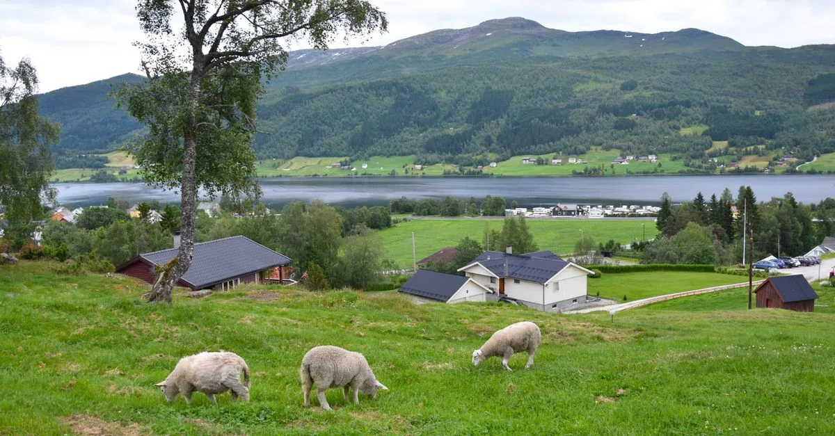 Idyllic scene of sheep grazing with scenic views in Oppheim, Norway.