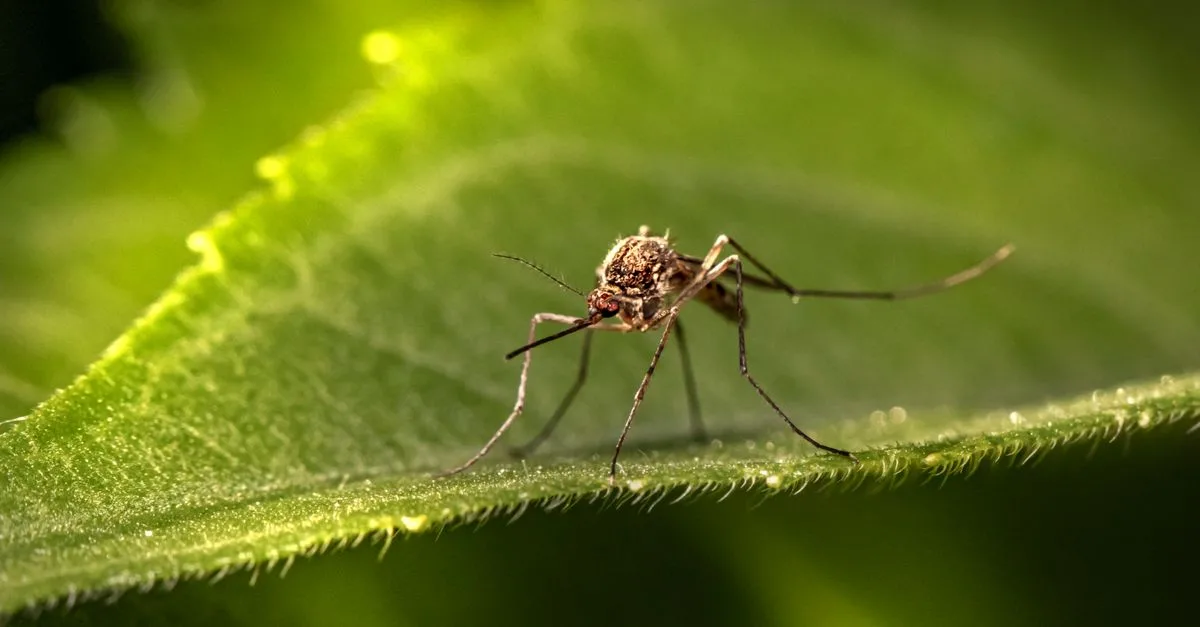 Close-up macro photography of a mosquito perched on a green leaf, showcasing intricate details.