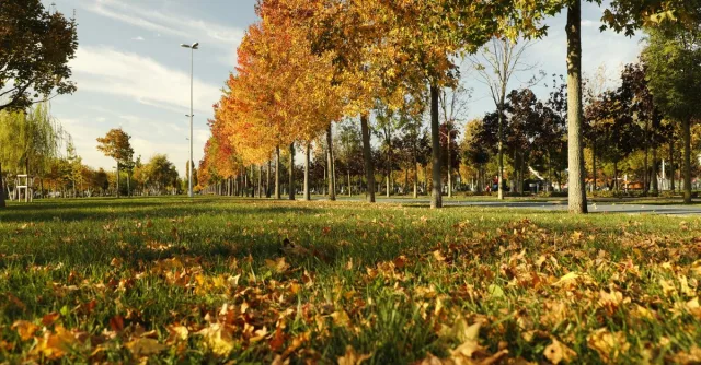 Vibrant autumn foliage in a scenic park with fallen leaves on the ground.