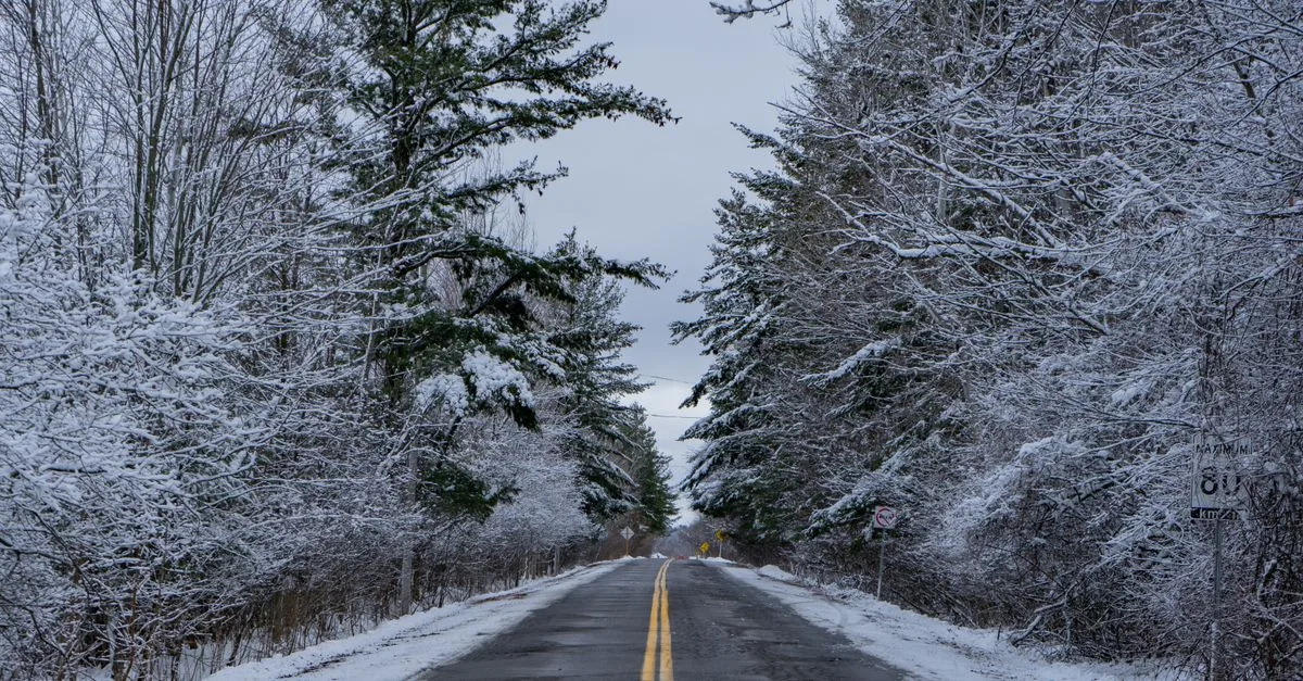 A peaceful winter road lined with snow-covered trees in Ottawa, Canada, showcasing serene natural beauty.