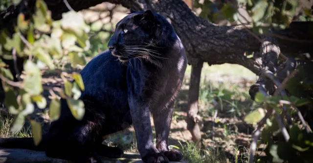 A black panther rests gracefully under a tree in a natural outdoor setting.