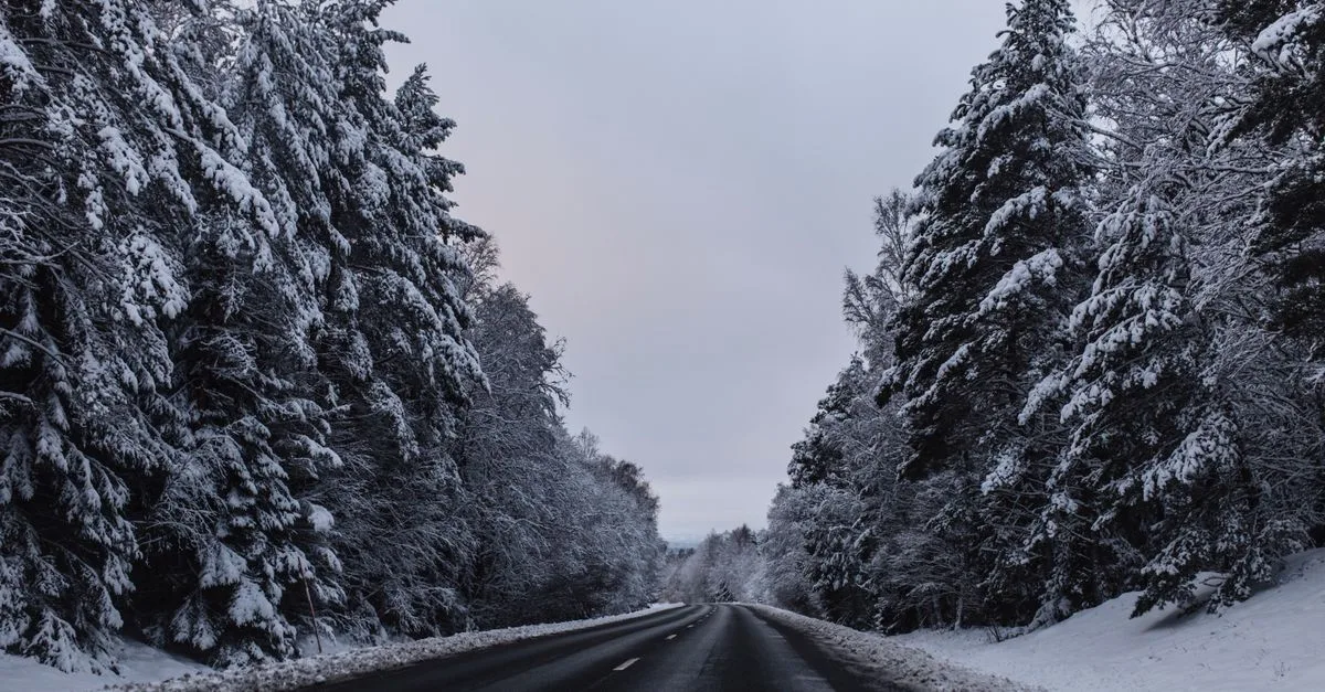 Snow-covered road amid frosty forest in Sweden during winter.