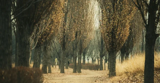 Serene autumn pathway lined with trees in Ichon-dong, Seoul, capturing fall's essence.