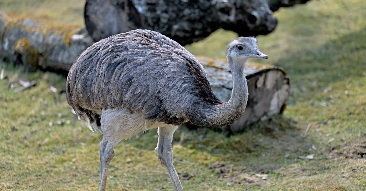 Flightless rhea bird standing on grassy field with logs in the background.