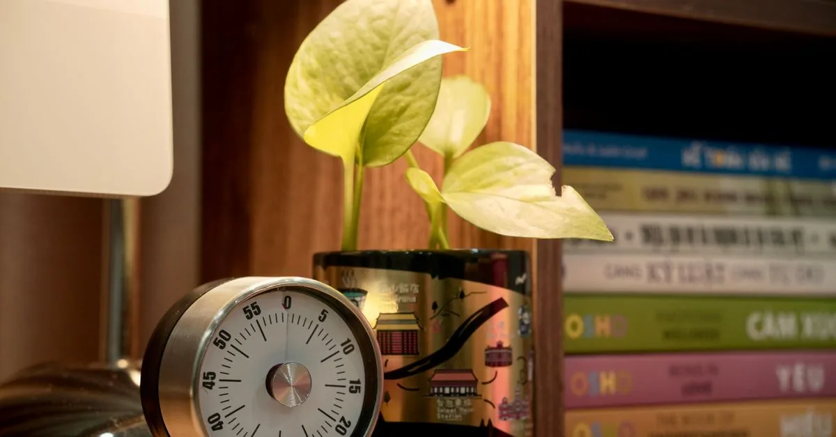 A small potted plant alongside a timer on a bookshelf, creating an inviting and organized study setting.