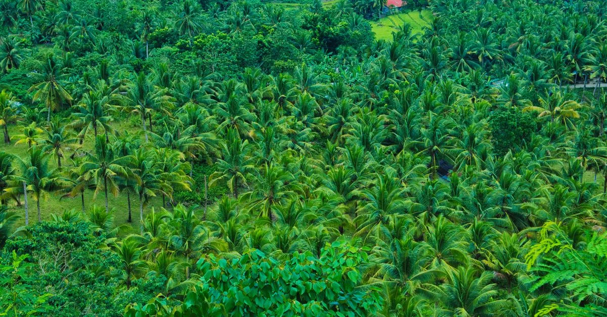 Aerial view of a lush tropical coconut palm grove, showcasing dense greenery.