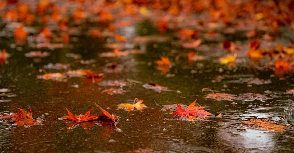 Close-up of colorful autumn leaves floating on a puddle in Tokyo, capturing seasonal beauty.