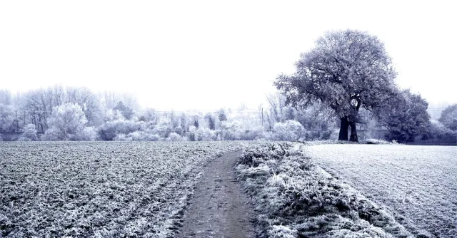 A serene winter landscape with a frosty pathway in Knebworth, England.