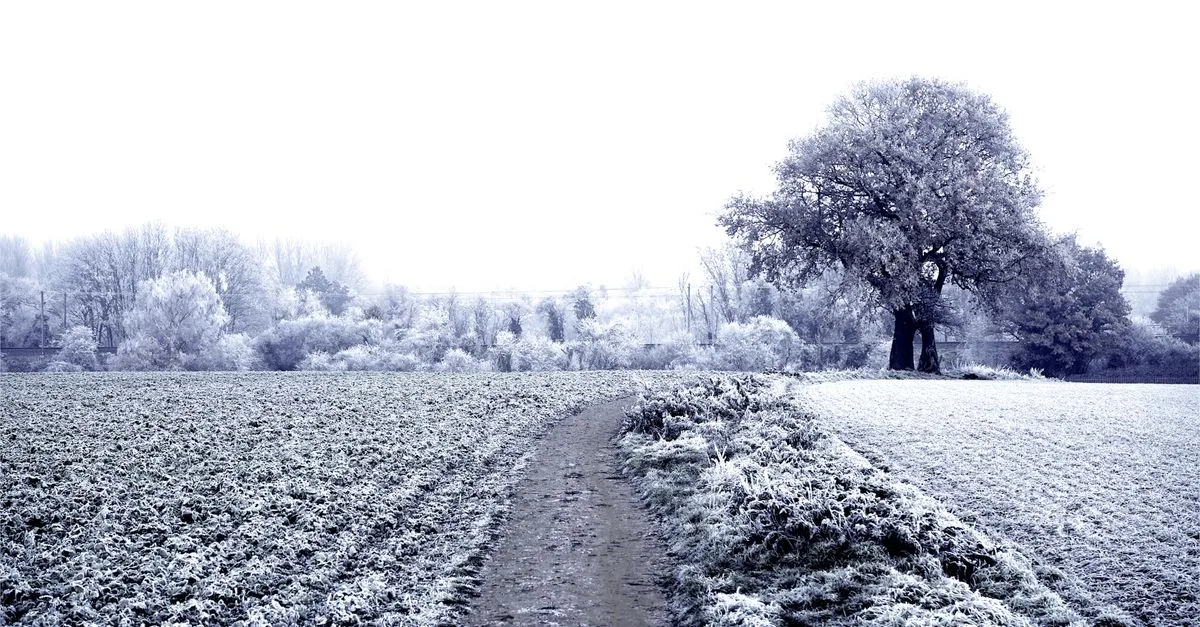 A serene winter landscape with a frosty pathway in Knebworth, England.