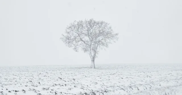 A lone tree stands in a snow-covered field, creating a serene winter scene.