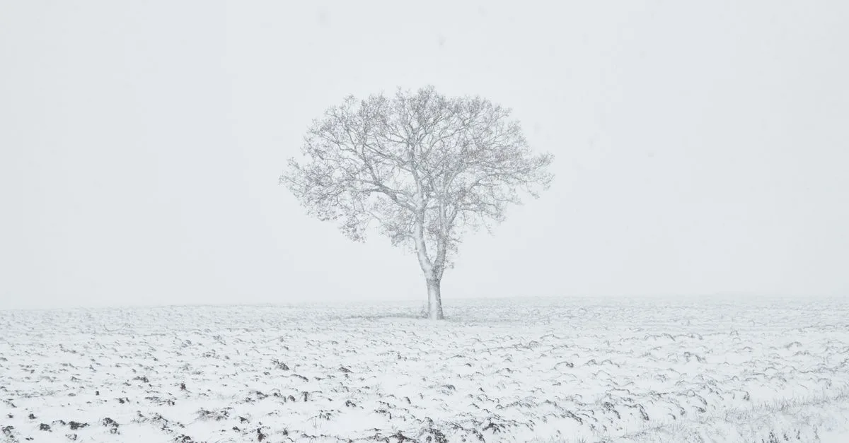 A lone tree stands in a snow-covered field, creating a serene winter scene.