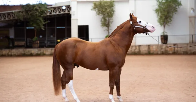 Close-up of a majestic brown horse with white markings in an indoor arena