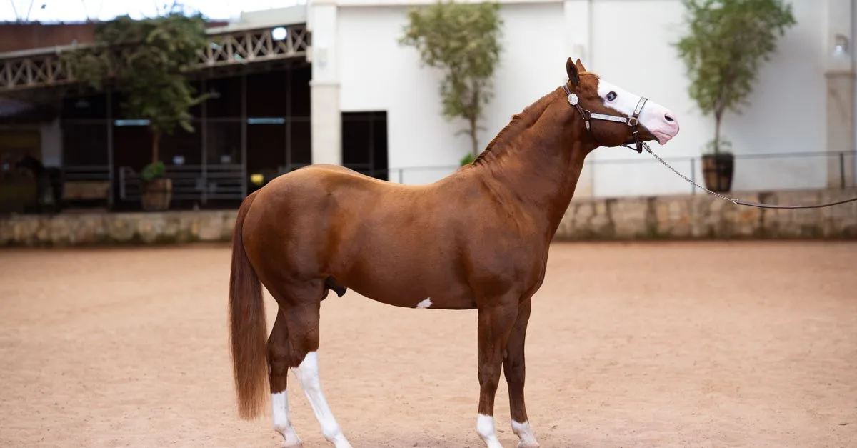 Close-up of a majestic brown horse with white markings in an indoor arena