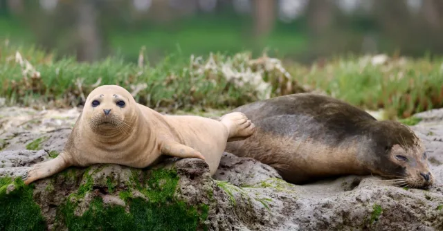 Two harbor seals relaxing on a mossy rock, showcasing California's marine wildlife.