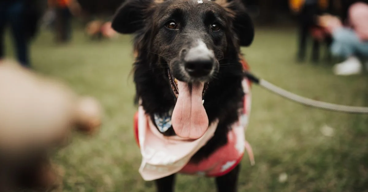 Playful black dog enjoying a day at the park, wearing a leash and red scarf.